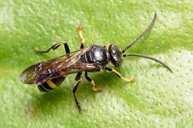 Attēlu rezultāti vaicājumam “Crabronidae”