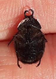 Attēlu rezultāti vaicājumam “Phyllopertha horticola”