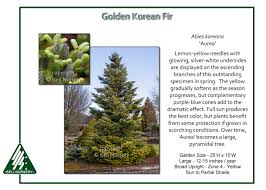 Attēlu rezultāti vaicājumam “Abies koreana”