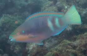 Image result for Scarus trispinosus