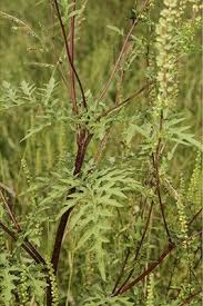 Attēlu rezultāti vaicājumam “Ambrosia artemisiifolia bud”
