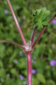 Attēlu rezultāti vaicājumam “Geranium molle flower”