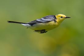 Attēlu rezultāti vaicājumam “Motacilla citreola male”