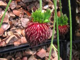 Attēlu rezultāti vaicājumam “Fragaria vesca fruit”