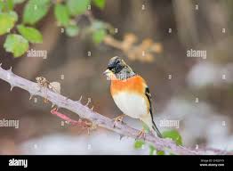 Attēlu rezultāti vaicājumam “Fringillidae”