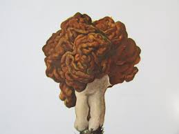 Attēlu rezultāti vaicājumam “Gyromitra esculenta”