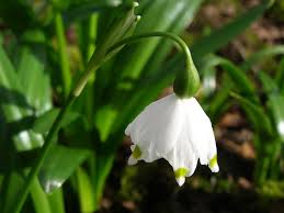 Attēlu rezultāti vaicājumam “Leucojum vernum var. vernum flower”