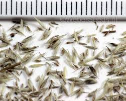 Attēlu rezultāti vaicājumam “Corynephorus canescens fruit”