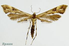 Attēlu rezultāti vaicājumam “Platyptilia sp.”