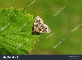 Attēlu rezultāti vaicājumam “Eulithis prunata”