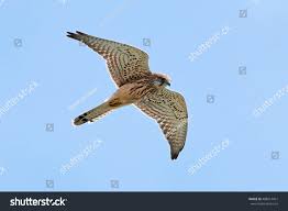 Attēlu rezultāti vaicājumam “Falco tinnunculus”