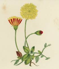 Image result for Hieracium pilosella