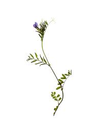 Attēlu rezultāti vaicājumam “Ononis arvensis flower”