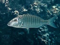 Image result for Lithognathus lithognathus