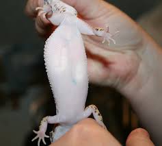 Image result for gravidity leopard gecko