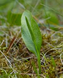 Attēlu rezultāti vaicājumam “Ophioglossum vulgatum”