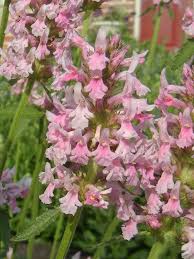 Attēlu rezultāti vaicājumam “Stachys officinalis”