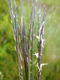 Attēlu rezultāti vaicājumam “Nardus stricta”