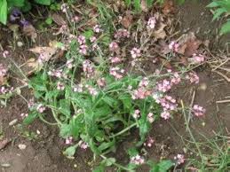 Attēlu rezultāti vaicājumam “Myosotis sylvatica flower”