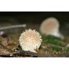 Attēlu rezultāti vaicājumam “Lycoperdon echinatum”