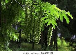 Attēlu rezultāti vaicājumam “Pterocarya fraxinifolia leaf”