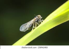 Attēlu rezultāti vaicājumam “Javesella pellucida male”