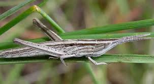 Attēlu rezultāti vaicājumam “Orthoptera”