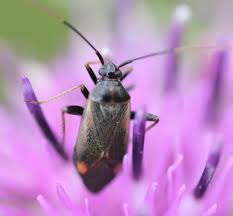 Attēlu rezultāti vaicājumam “Adelphocoris seticornis”