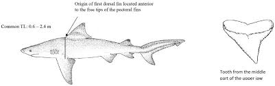 Image result for Carcharhinus leucas