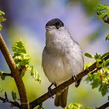 Attēlu rezultāti vaicājumam “Sylvia atricapilla”