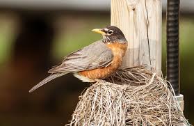 Attēlu rezultāti vaicājumam “nest”