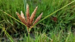 Attēlu rezultāti vaicājumam “Bolboschoenus maritimus”