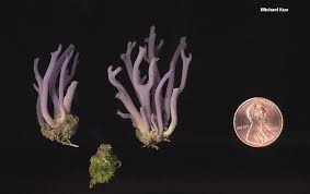 Attēlu rezultāti vaicājumam “Clavaria zollingeri”