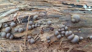 Attēlu rezultāti vaicājumam “Lycogala leopardinum”