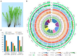 Attēlu rezultāti vaicājumam “Pohlia nutans”