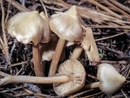 Attēlu rezultāti vaicājumam “Entoloma vernum”