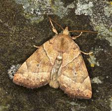 Attēlu rezultāti vaicājumam “Cosmia trapezina”