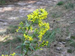 Image result for Solidago virgaurea