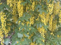 Attēlu rezultāti vaicājumam “Laburnum alpinum leaf”