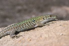 Attēlu rezultāti vaicājumam “Lycogala irregulare sessile”