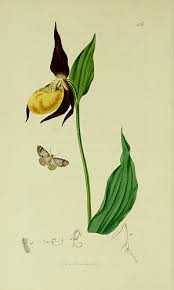 Attēlu rezultāti vaicājumam “Venusia blomeri”