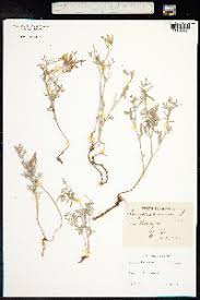 Attēlu rezultāti vaicājumam “Astragalus arenarius”