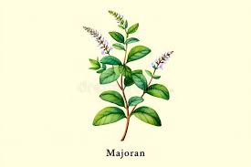 Image result for Majoran