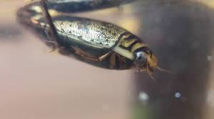 Attēlu rezultāti vaicājumam “Acilius sulcatus male”