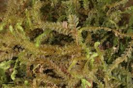 Attēlu rezultāti vaicājumam “Plagiochila porelloides sporophyte”