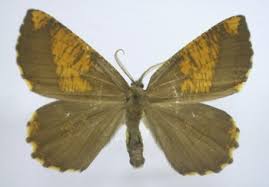 Attēlu rezultāti vaicājumam “Angerona prunaria”