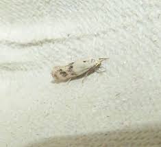 Attēlu rezultāti vaicājumam “Elachista maculicerusella”