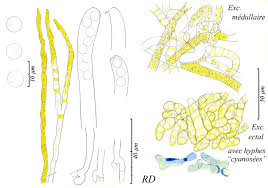 Attēlu rezultāti vaicājumam “Caloscypha fulgens”