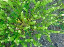 Attēlu rezultāti vaicājumam “Lepidium densiflorum flower”