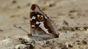 Attēlu rezultāti vaicājumam “Apatura iris male”